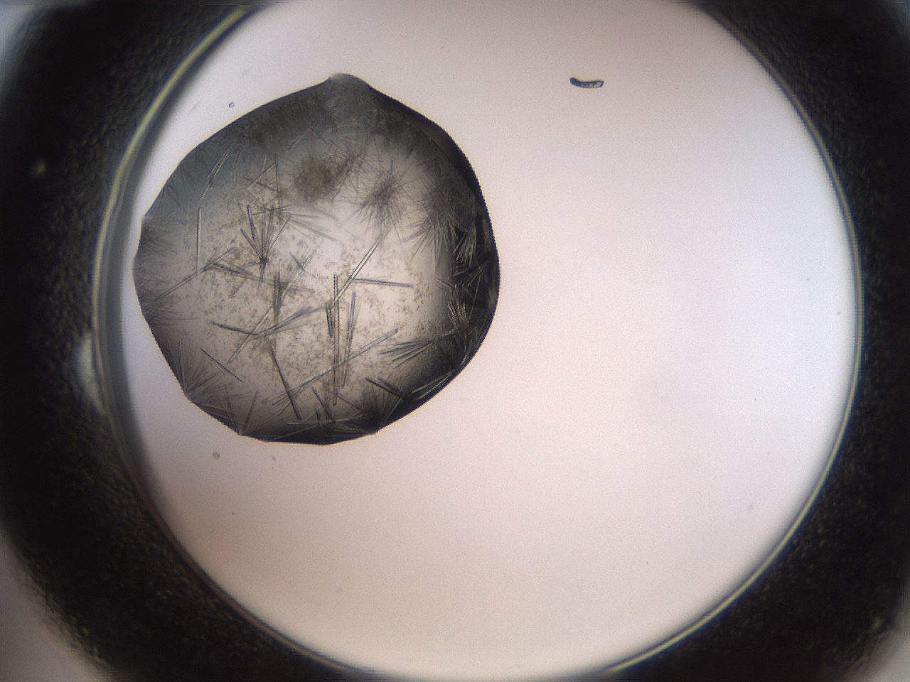folderID571_plateID2571_batchID13026_wellNum24_profileID1_d2_r196376_ef.jpg