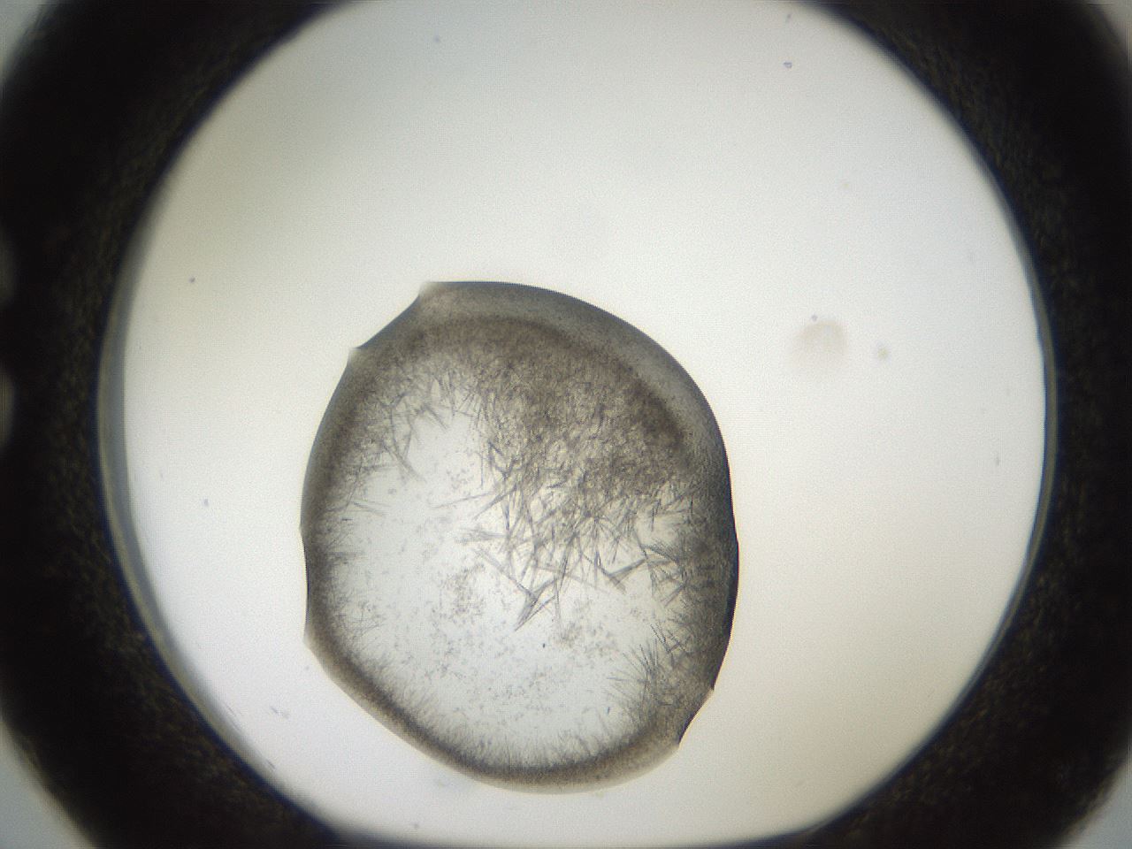 folderID571_plateID2571_batchID13026_wellNum26_profileID1_d1_r196379_ef.jpg