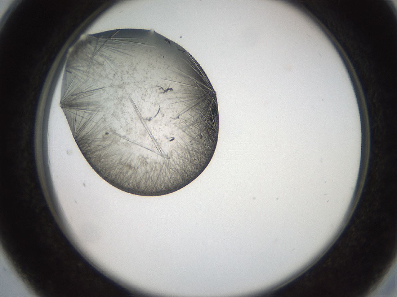folderID571_plateID2571_batchID13026_wellNum28_profileID1_d2_r196384_ef.jpg