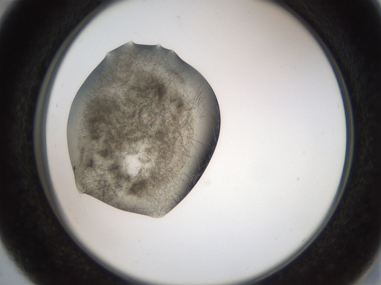 folderID571_plateID2571_batchID13026_wellNum29_profileID1_d2_r196386_ef.jpg