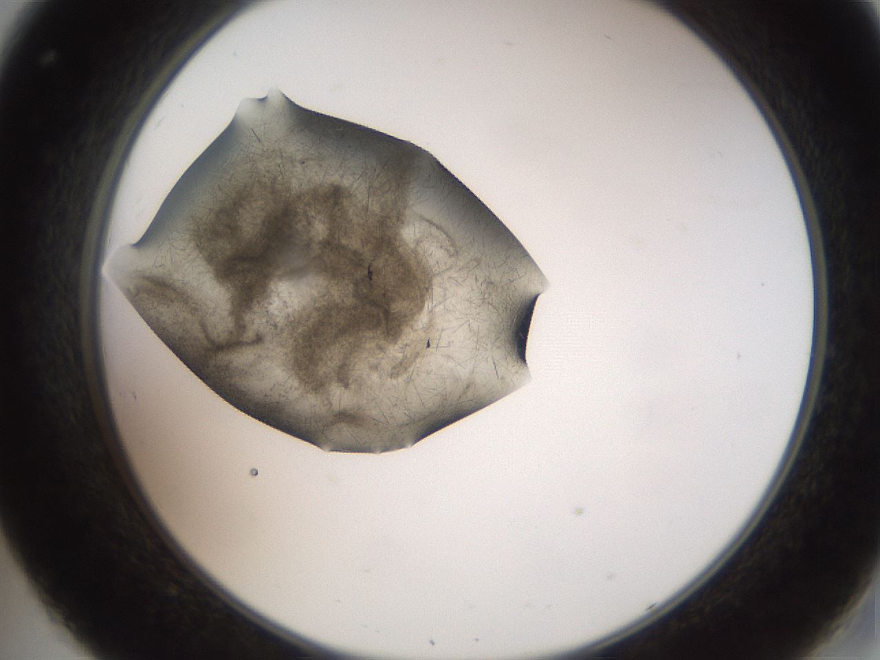 folderID571_plateID2571_batchID13026_wellNum32_profileID1_d2_r196392_ef.jpg