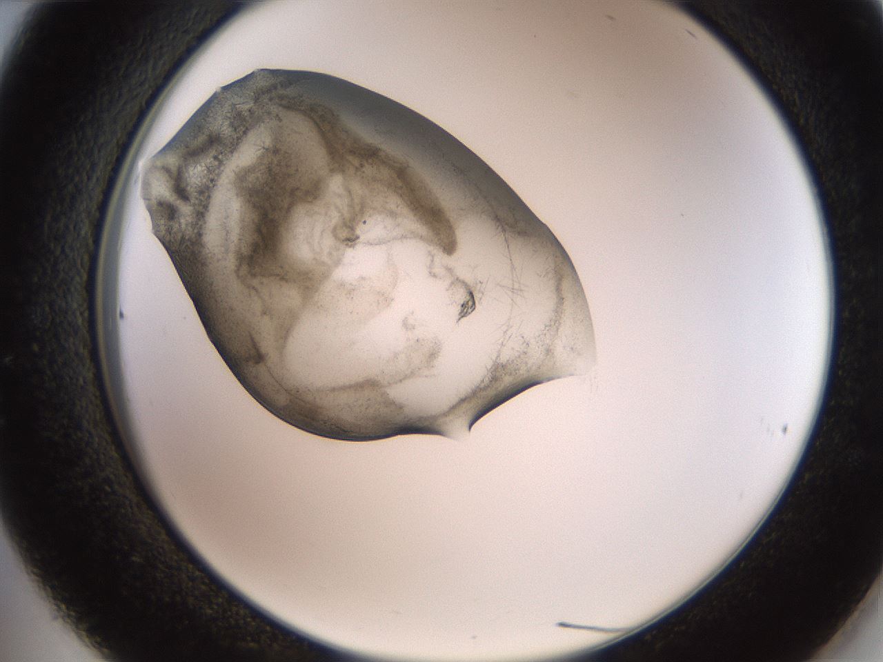 folderID571_plateID2571_batchID13026_wellNum36_profileID1_d2_r196400_ef.jpg