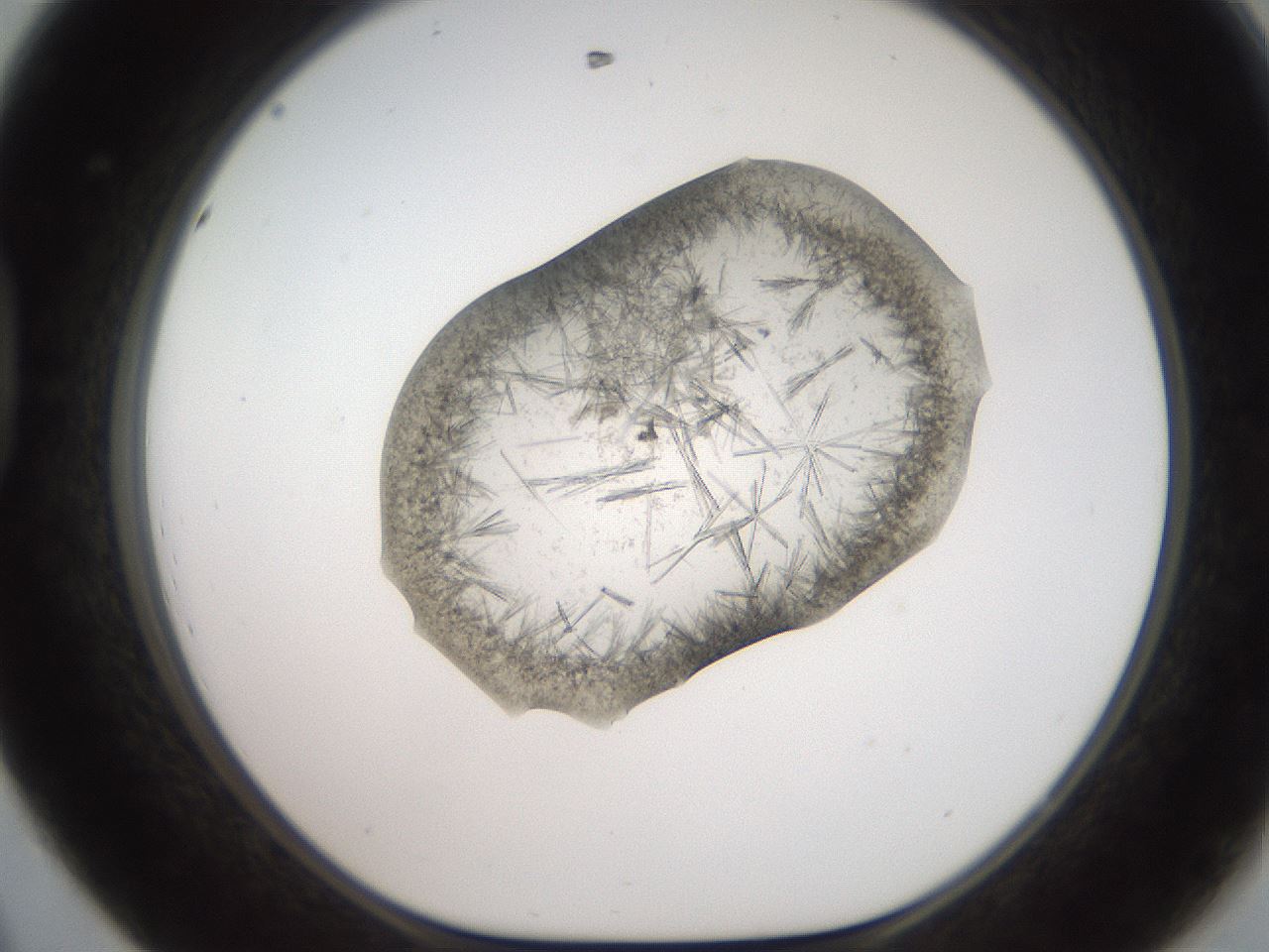 folderID571_plateID2571_batchID13026_wellNum44_profileID1_d1_r196415_ef.jpg