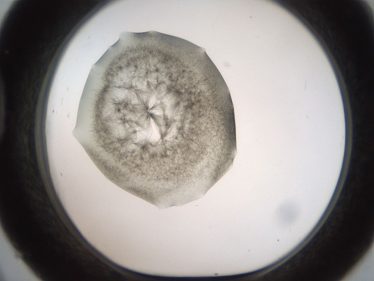 folderID571_plateID2571_batchID13026_wellNum45_profileID1_d1_r196417_ef.jpg