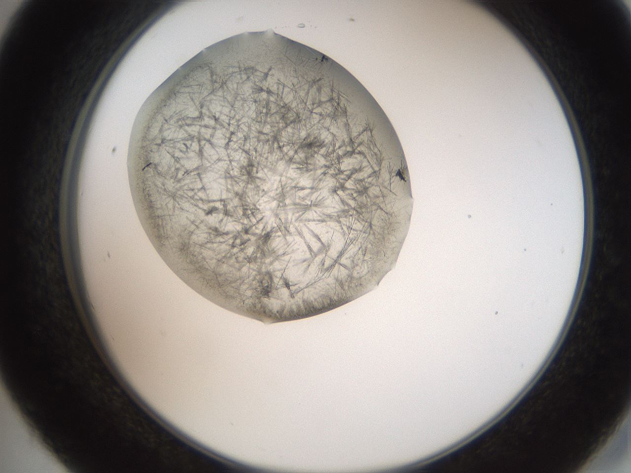 folderID571_plateID2571_batchID13026_wellNum45_profileID1_d2_r196418_ef.jpg