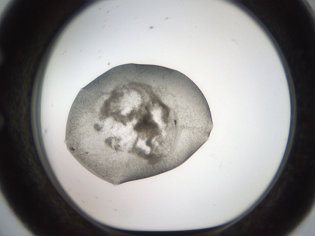 folderID571_plateID2571_batchID13026_wellNum56_profileID1_d1_r196439_ef.jpg