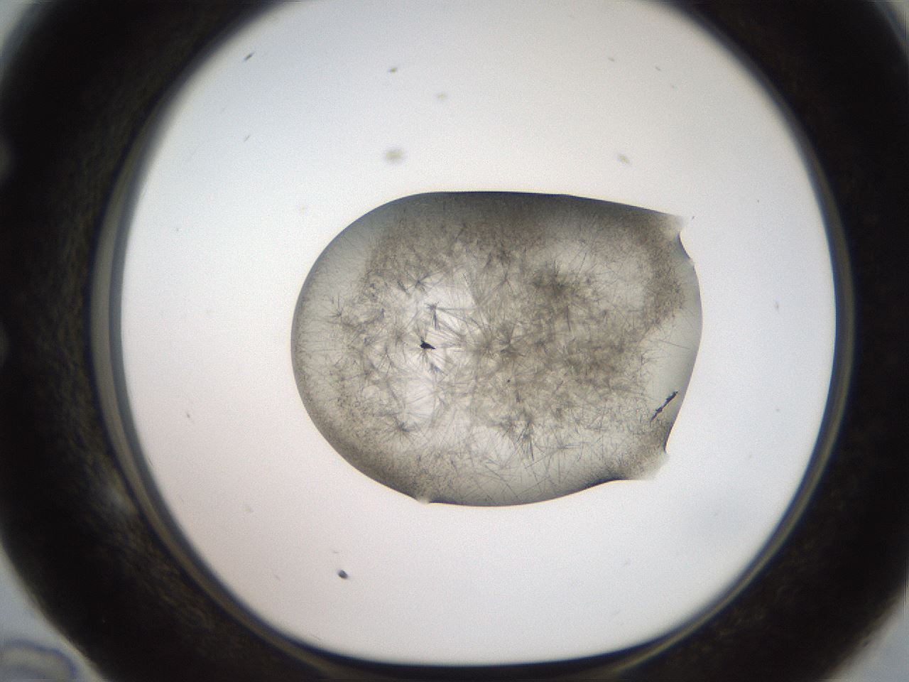 folderID571_plateID2571_batchID13026_wellNum58_profileID1_d1_r196443_ef.jpg