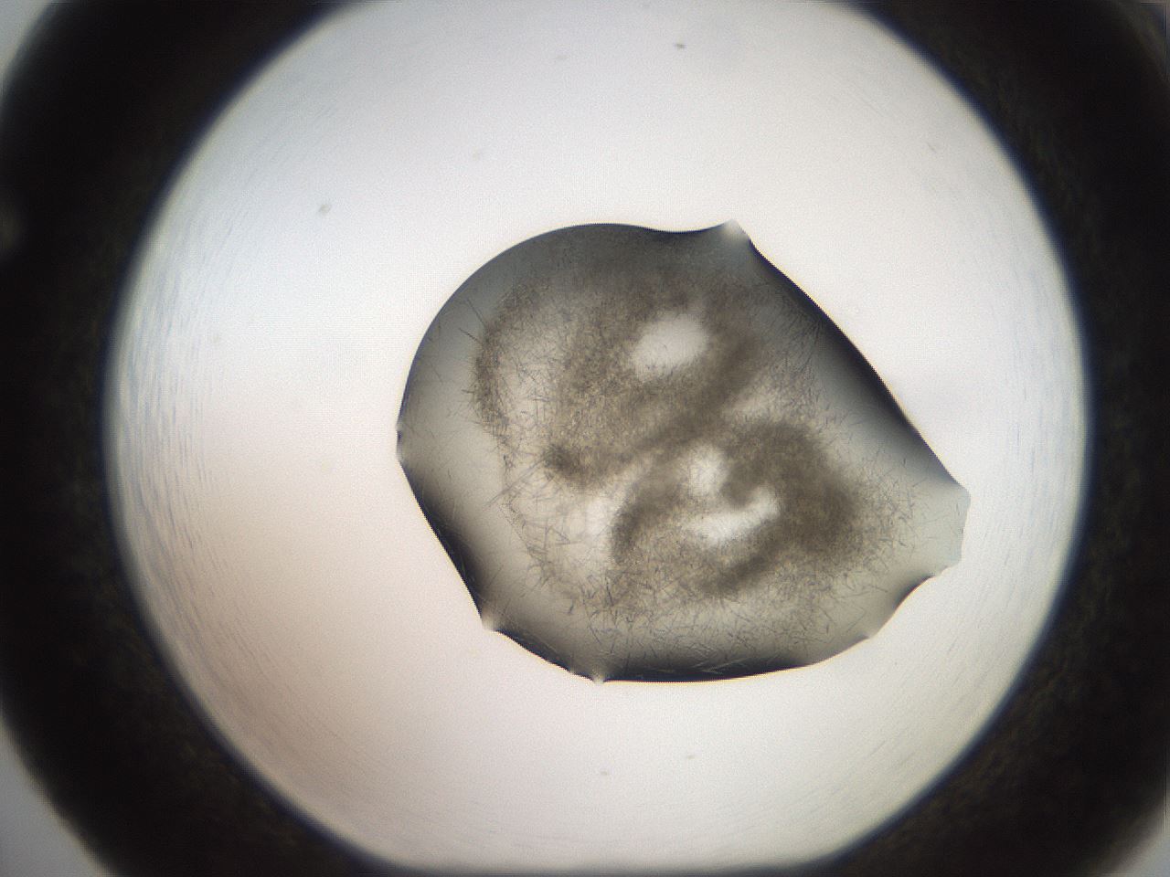 folderID571_plateID2571_batchID13026_wellNum65_profileID1_d1_r196457_ef.jpg