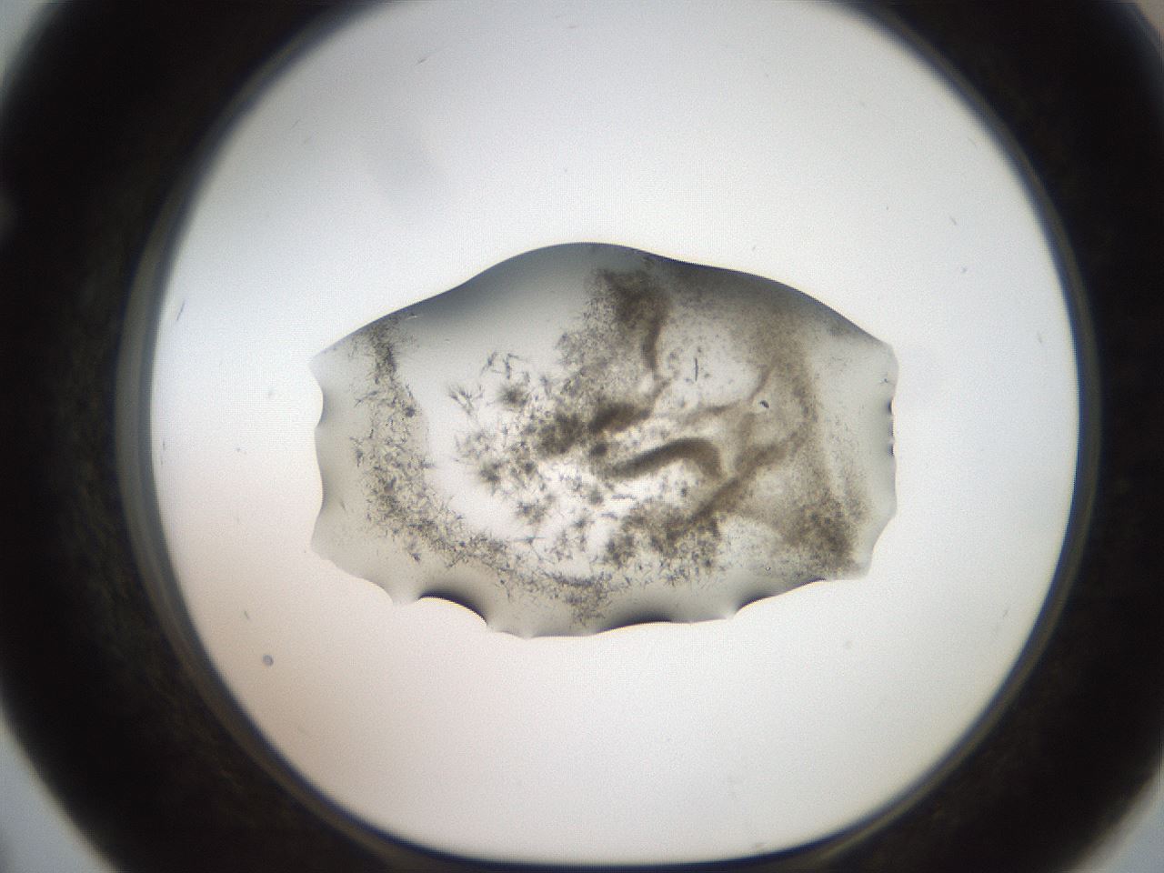 folderID571_plateID2571_batchID13026_wellNum67_profileID1_d1_r196461_ef.jpg