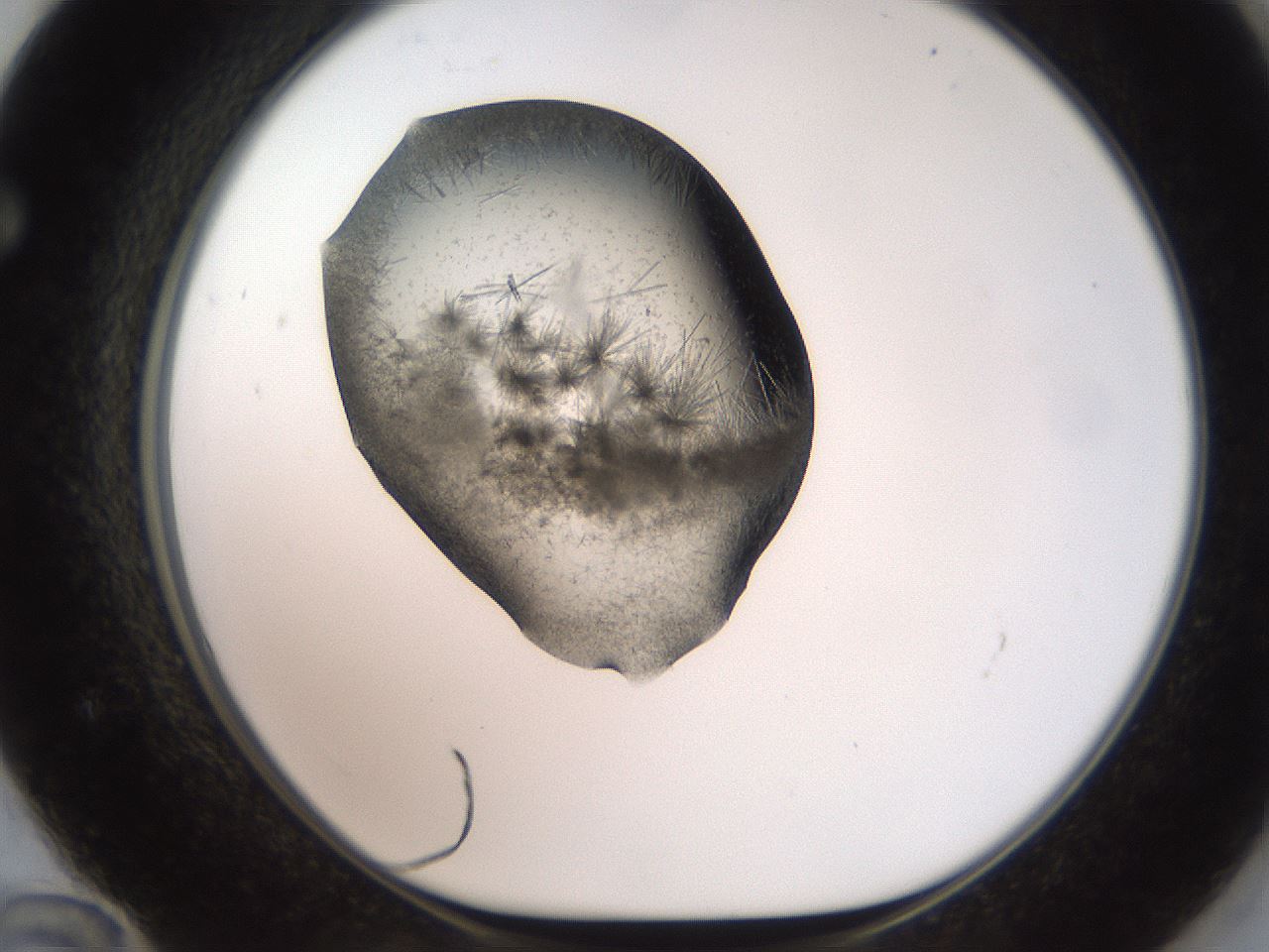 folderID571_plateID2571_batchID13026_wellNum72_profileID1_d1_r196471_ef.jpg