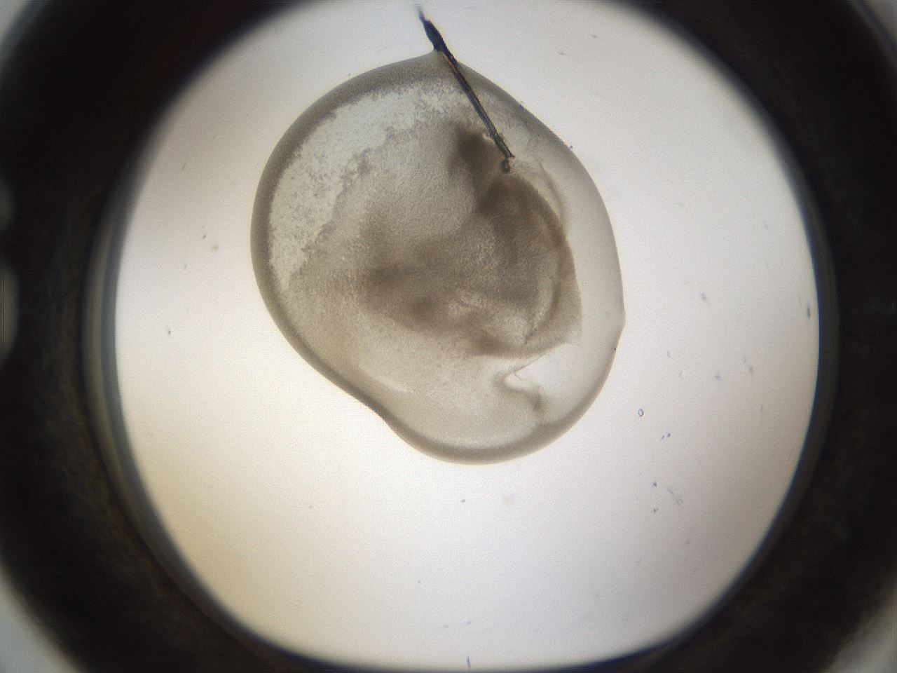 folderID158_plateID1158_batchID3207_wellNum80_profileID1_d1_r62973_ef.jpg