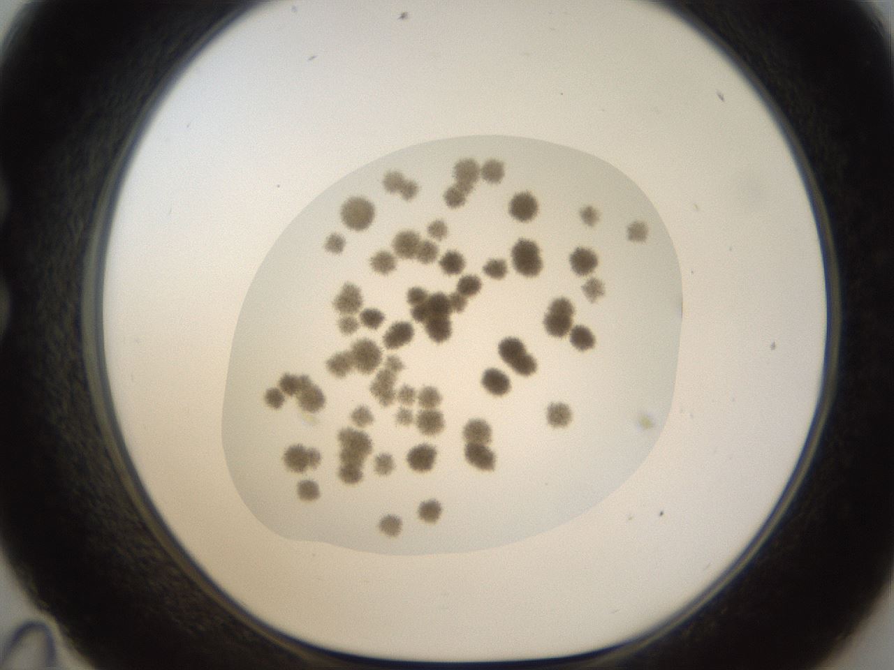 folderID16_plateID1016_batchID1885_wellNum35_profileID1_d1_r42918_ef.jpg