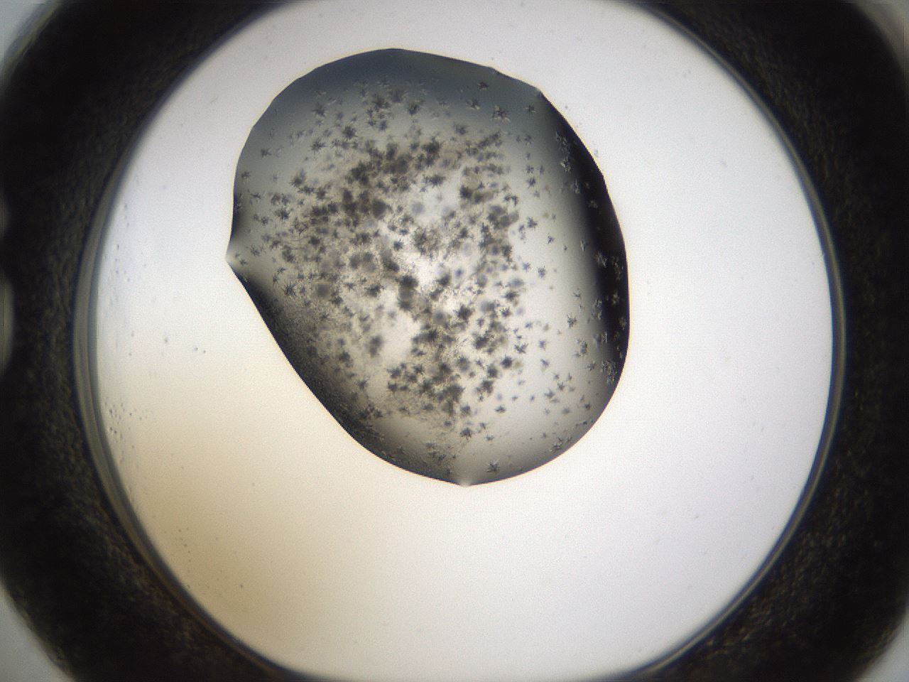 folderID193_plateID1193_batchID3354_wellNum73_profileID1_d1_r64807_ef.jpg