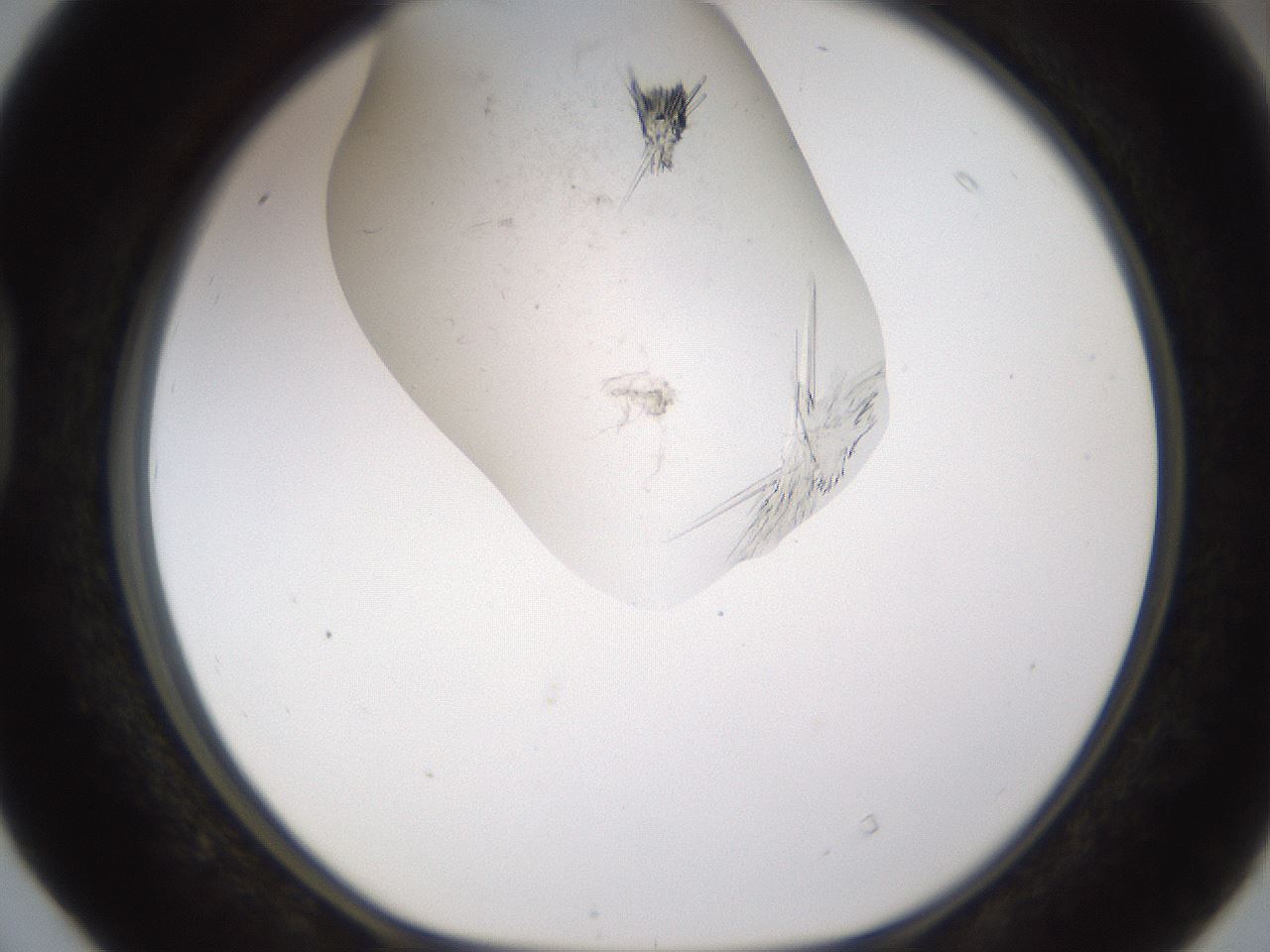 folderID199_plateID1199_batchID3487_wellNum40_profileID1_d1_r66214_ef.jpg
