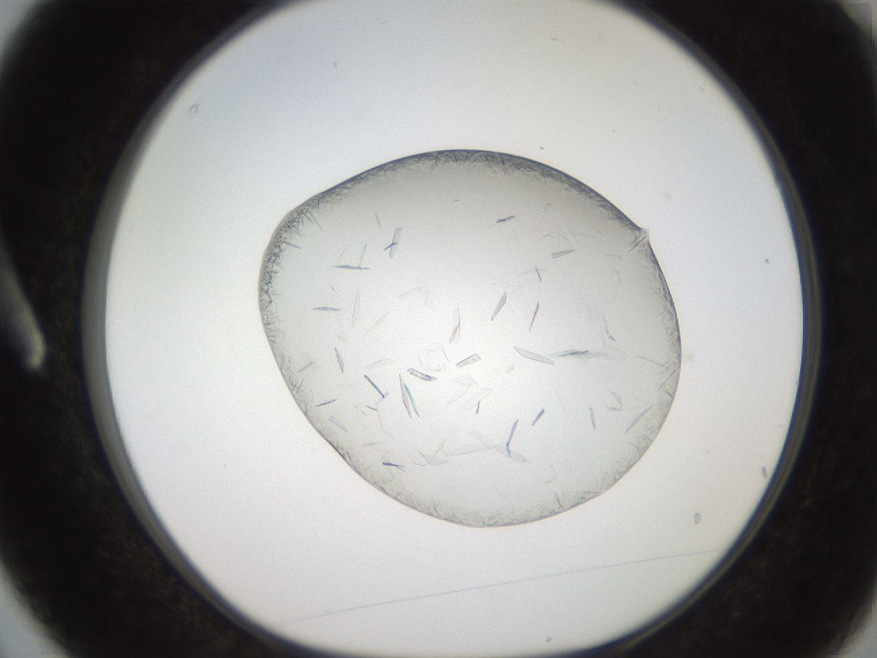 folderID206_plateID2206_batchID9998_wellNum3_profileID1_d1_r149755_ef.jpg