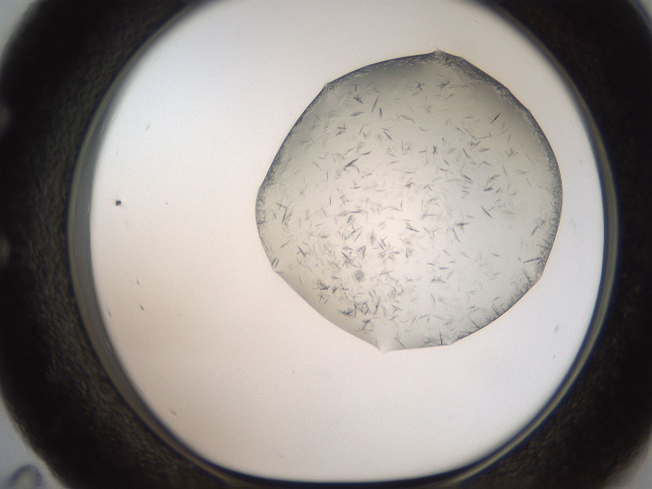 folderID206_plateID2206_batchID9998_wellNum59_profileID1_d1_r149867_ef.jpg