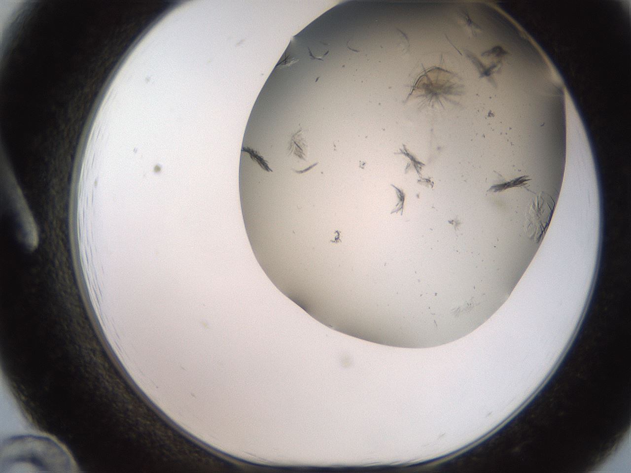folderID235_plateID2235_batchID10125_wellNum12_profileID1_d1_r154470_ef.jpg