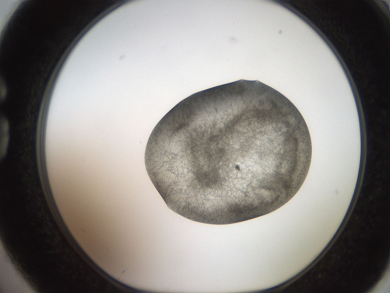folderID571_plateID2571_batchID13026_wellNum74_profileID1_d1_r196475_ef.jpg