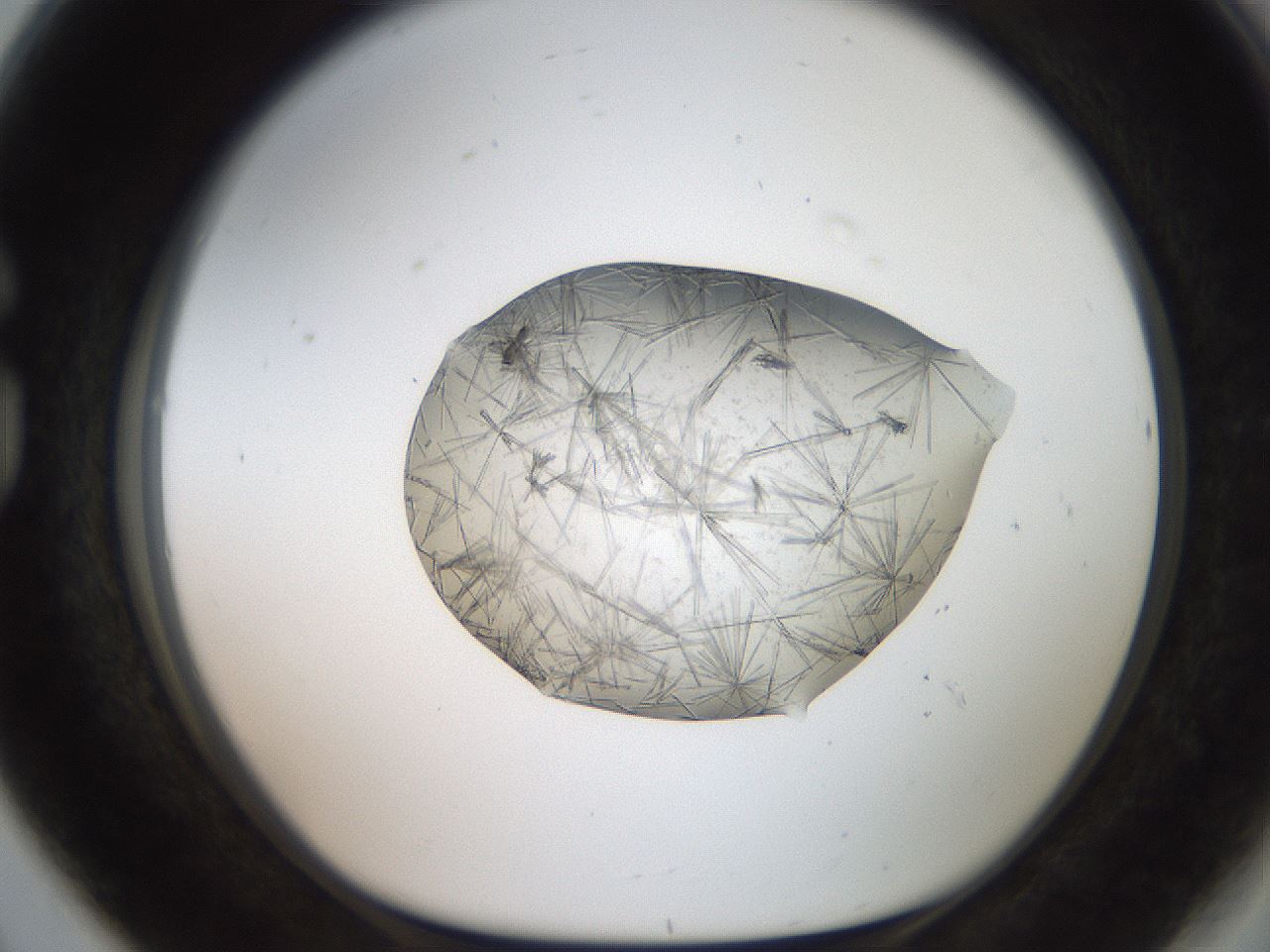 folderID571_plateID2571_batchID13026_wellNum80_profileID1_d1_r196487_ef.jpg