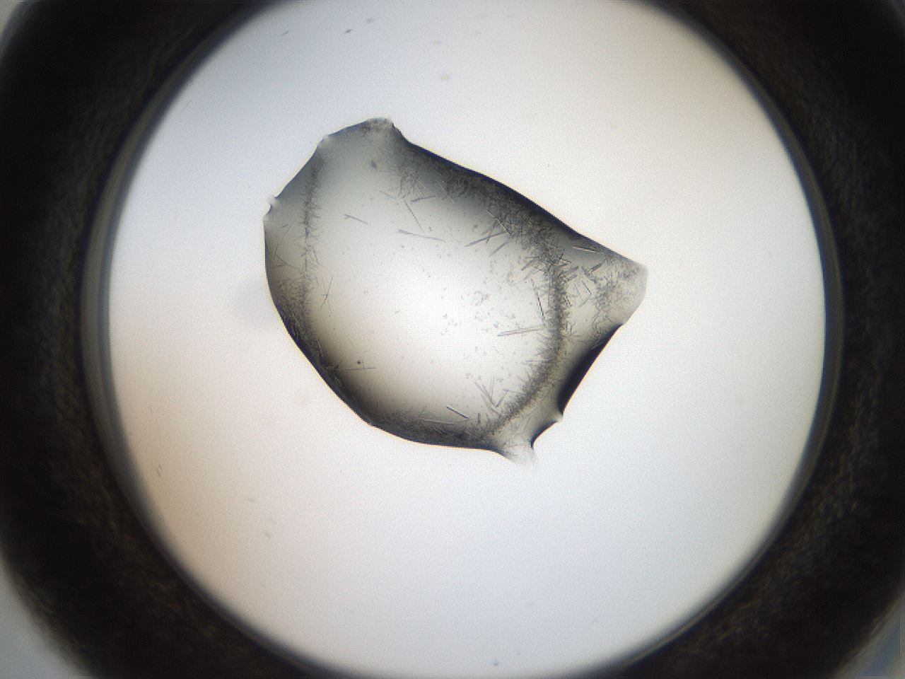 folderID571_plateID2571_batchID13026_wellNum80_profileID1_d2_r196488_ef.jpg