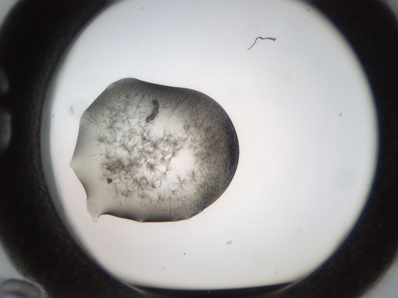 folderID571_plateID2571_batchID13026_wellNum84_profileID1_d1_r196495_ef.jpg