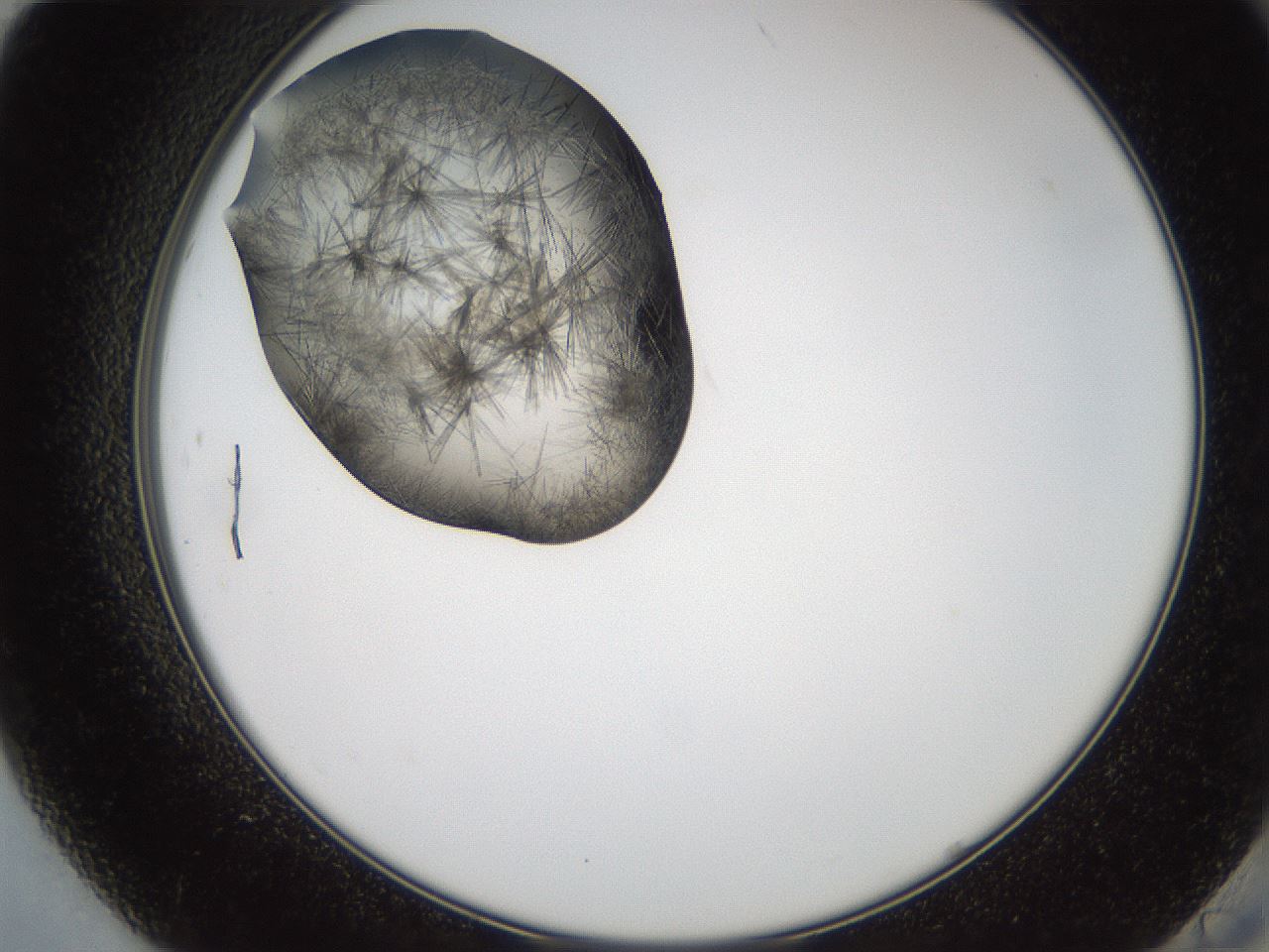 folderID571_plateID2571_batchID13026_wellNum84_profileID1_d2_r196496_ef.jpg