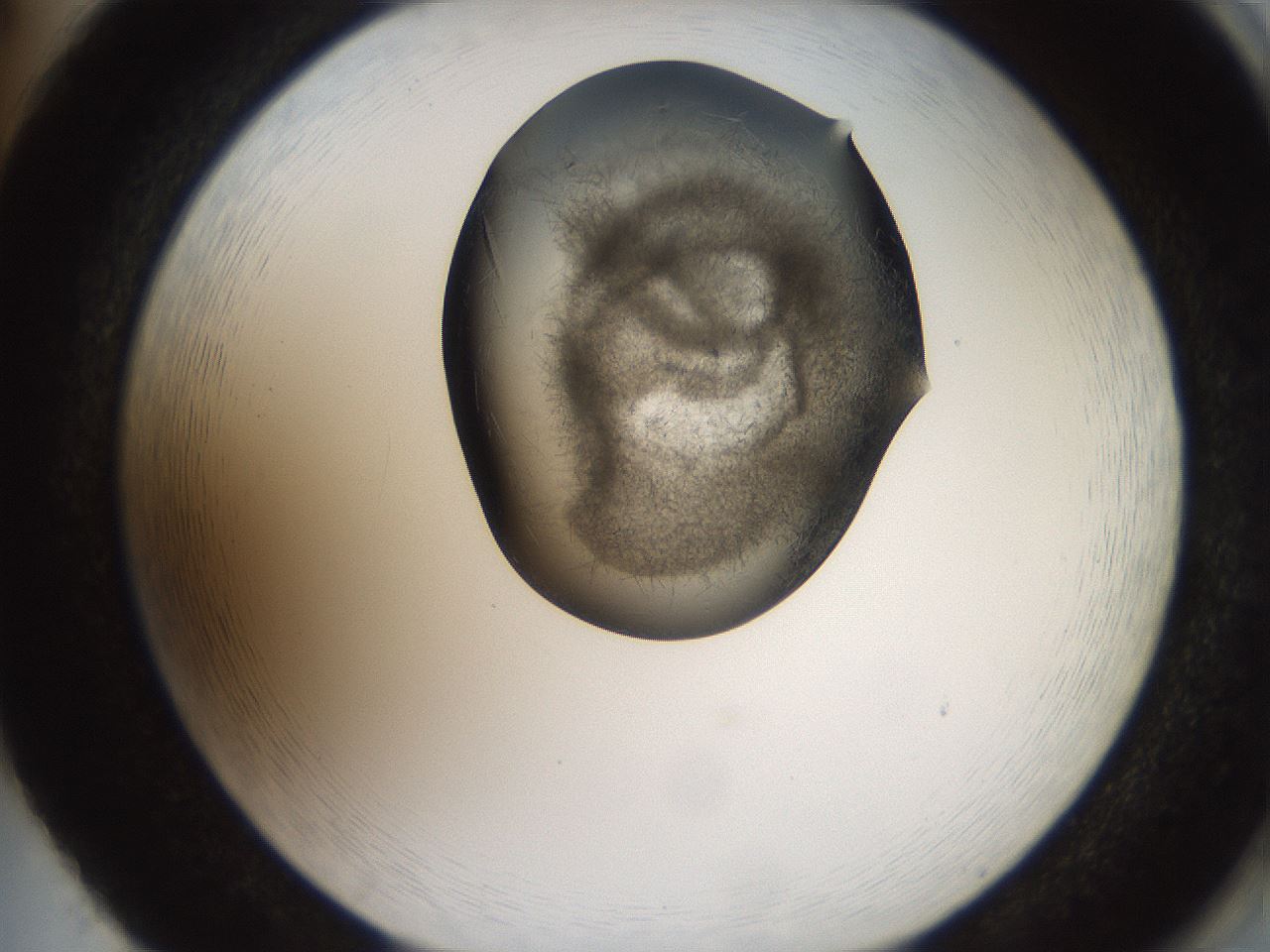 folderID571_plateID2571_batchID13026_wellNum86_profileID1_d2_r196500_ef.jpg