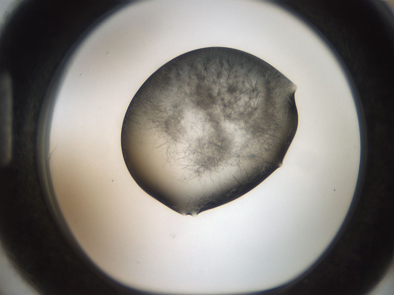 folderID571_plateID2571_batchID13026_wellNum90_profileID1_d1_r196507_ef.jpg
