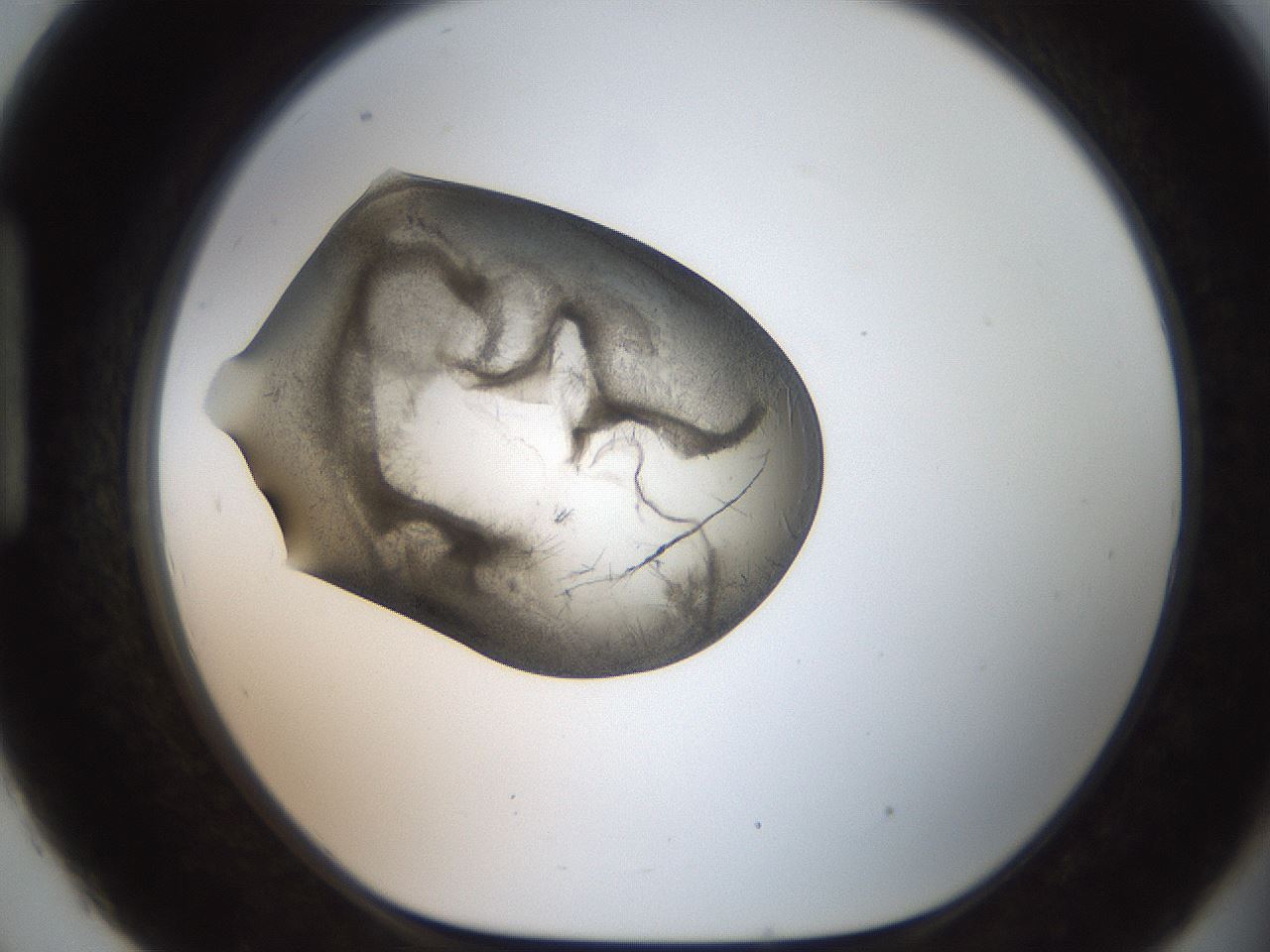 folderID571_plateID2571_batchID13026_wellNum93_profileID1_d1_r196513_ef.jpg