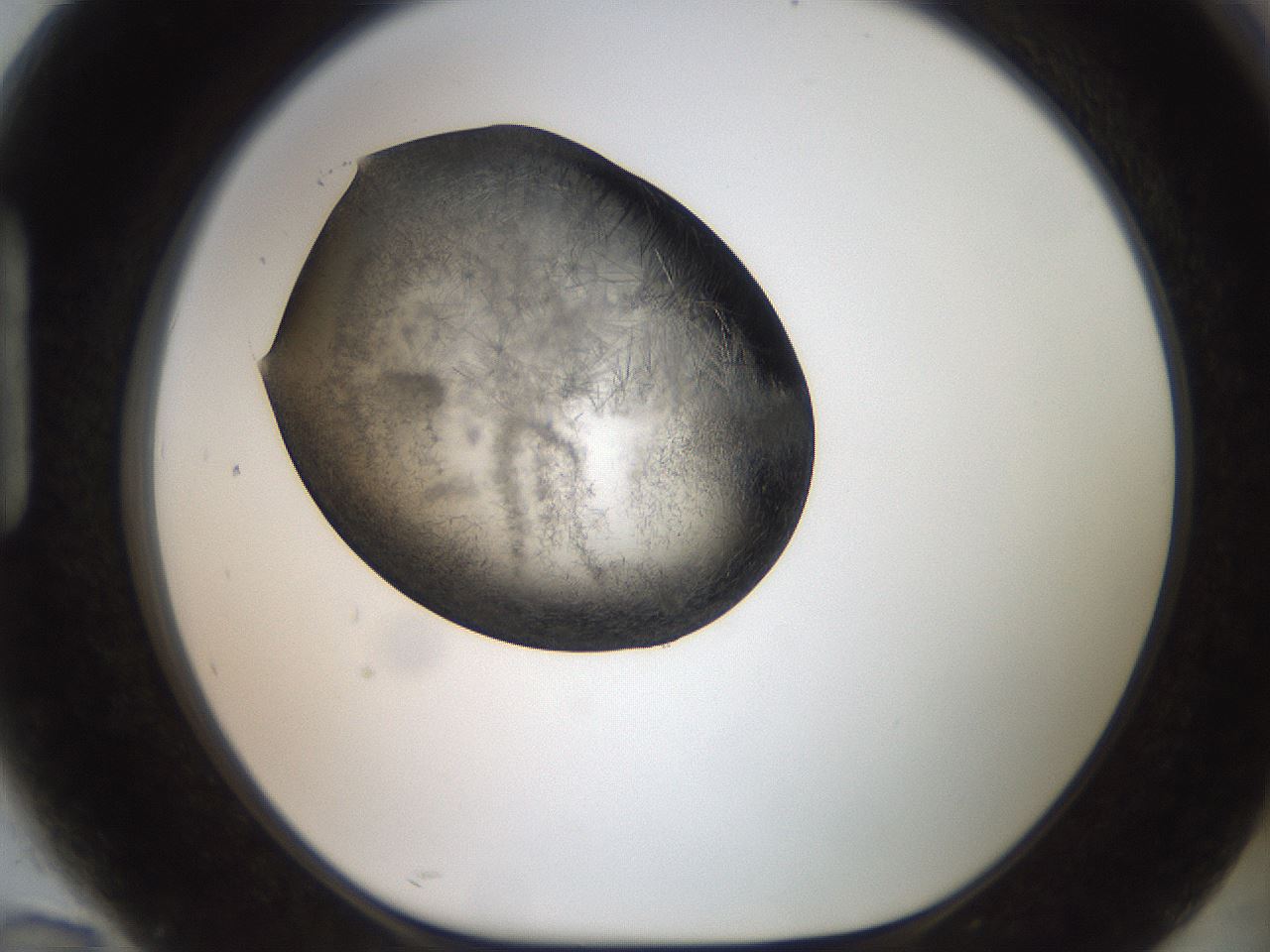 folderID571_plateID2571_batchID13026_wellNum94_profileID1_d1_r196515_ef.jpg