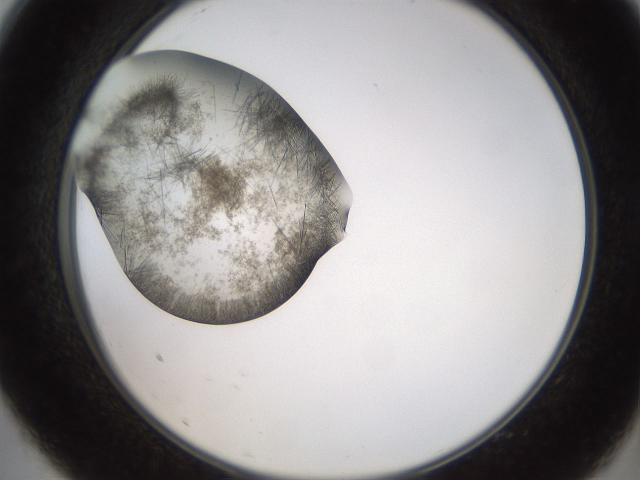 folderID571_plateID2571_batchID13026_wellNum9_profileID1_d2_r196346_ef.jpg