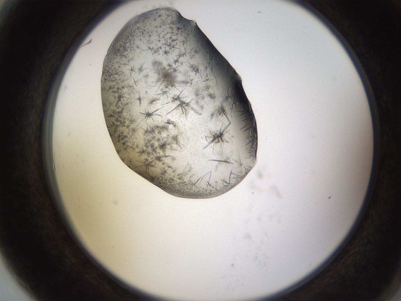 folderID573_plateID1573_batchID6360_wellNum79_profileID1_d2_r102988_ef.jpg