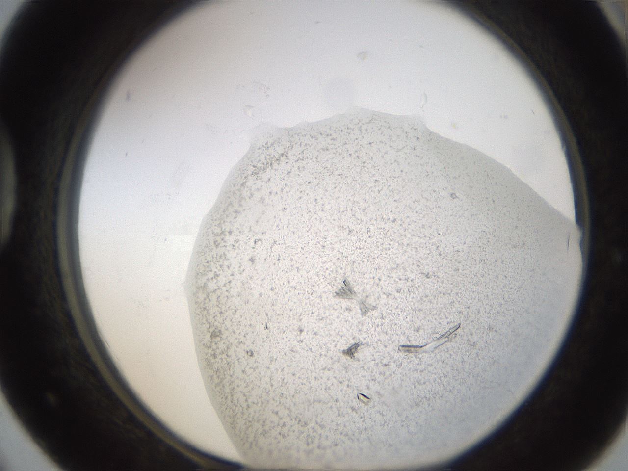 folderID574_plateID1574_batchID6362_wellNum42_profileID1_d1_r103064_ef.jpg