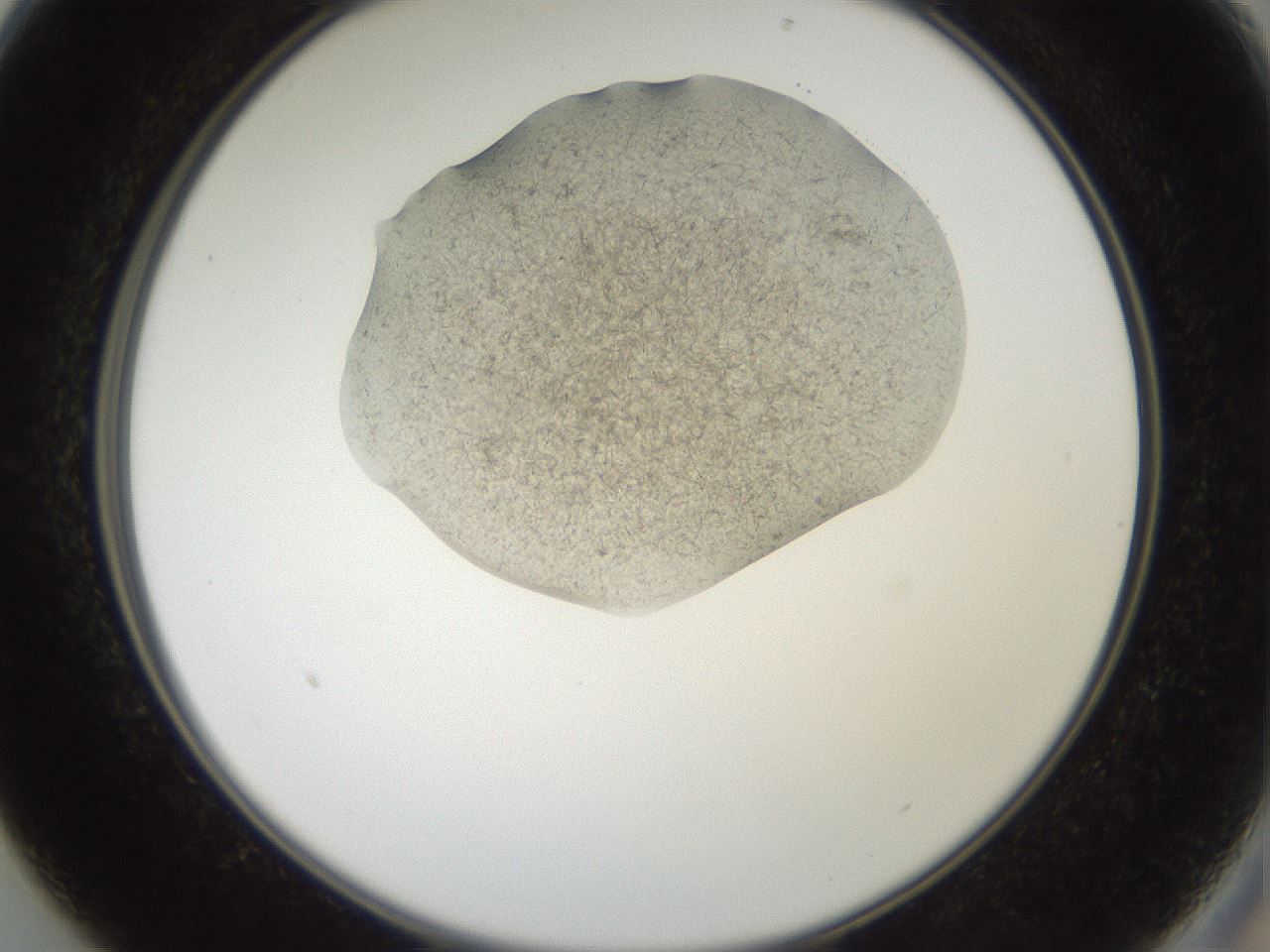folderID574_plateID2574_batchID12939_wellNum13_profileID1_d2_r196642_ef.jpg