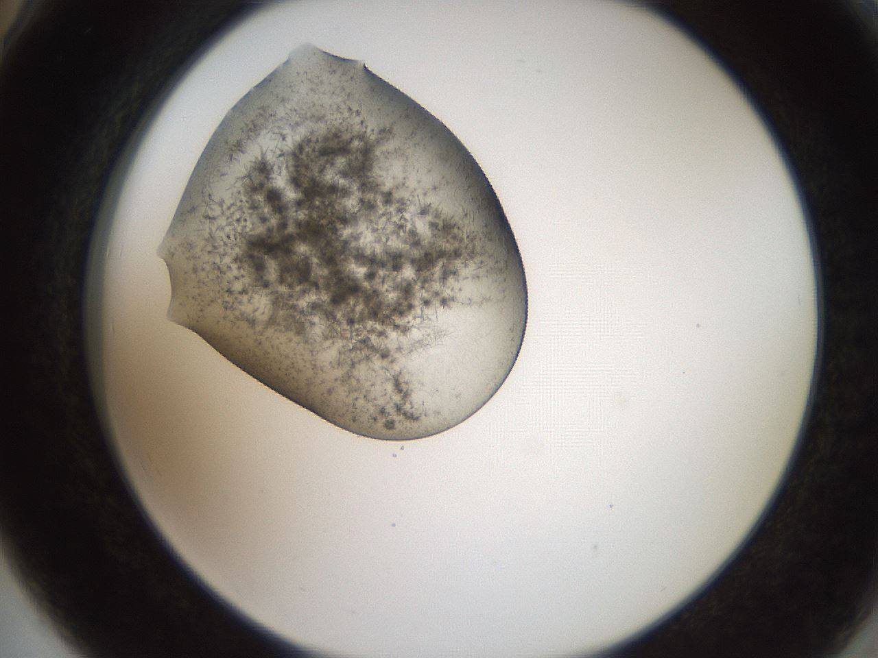 folderID571_plateID2571_batchID13026_wellNum78_profileID1_d2_r196484_ef.jpg
