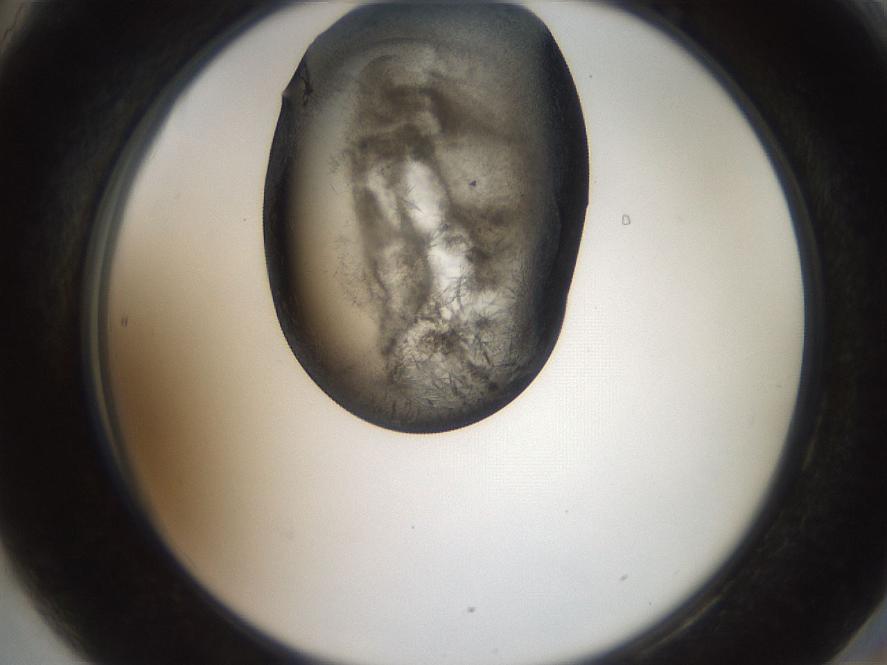 folderID571_plateID2571_batchID13026_wellNum90_profileID1_d2_r196508_ef.jpg