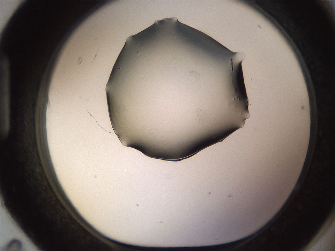 folderID572_plateID1572_batchID6359_wellNum95_profileID1_d1_r102829_ef.jpg