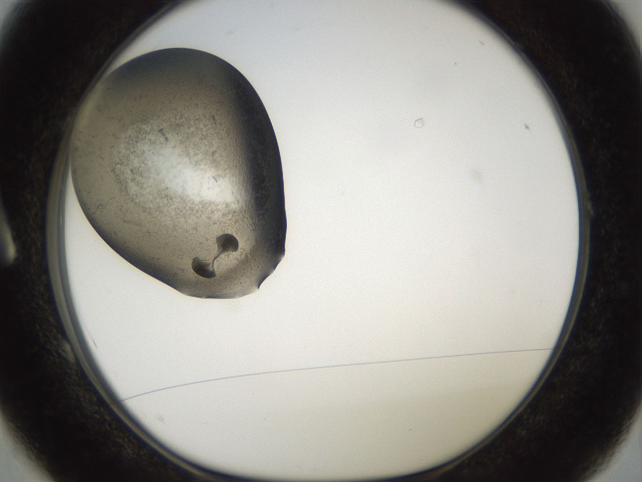 folderID574_plateID2574_batchID12939_wellNum1_profileID1_d1_r196617_ef.jpg