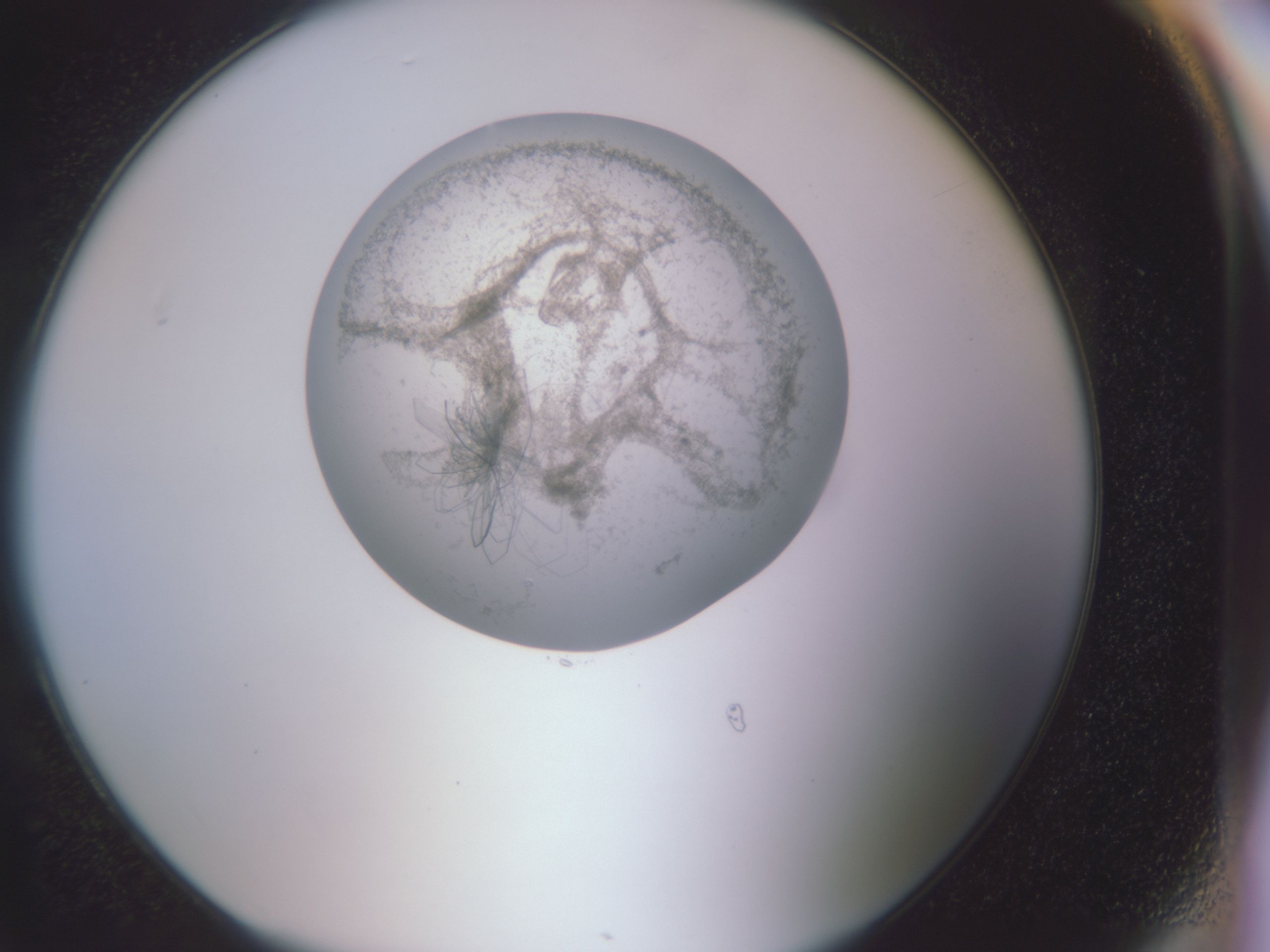 folderID588_plateID588_batchID558_wellNum78_profileID1_d1_r12822_ef.jpg