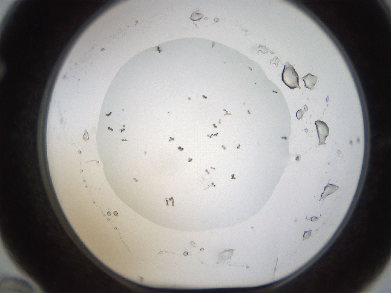 folderID593_plateID1593_batchID6726_wellNum70_profileID1_d1_r105726_ef.jpg