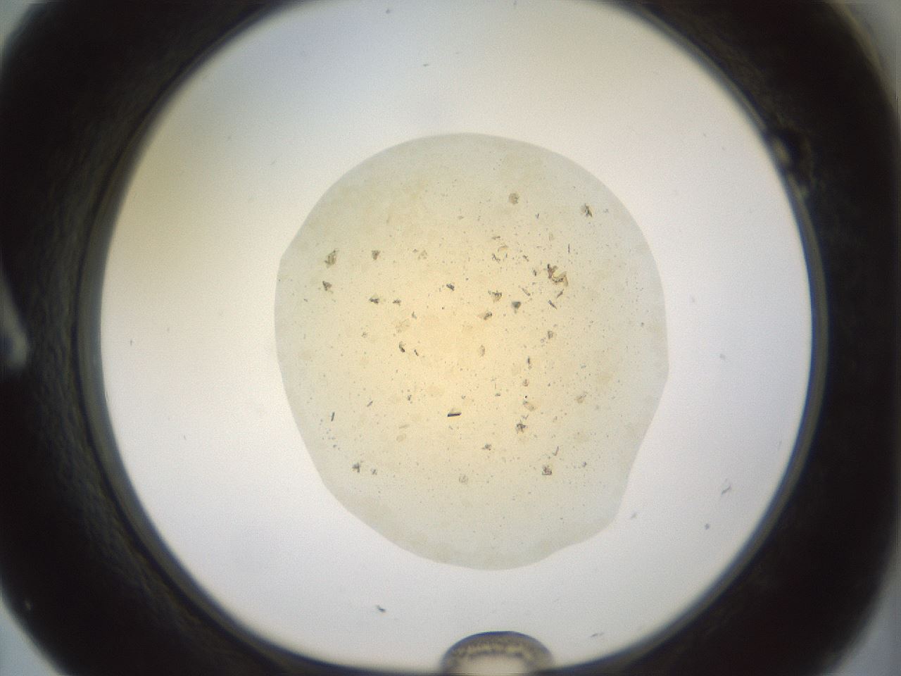 folderID60_plateID2060_batchID9042_wellNum7_profileID1_d1_r139101_ef.jpg