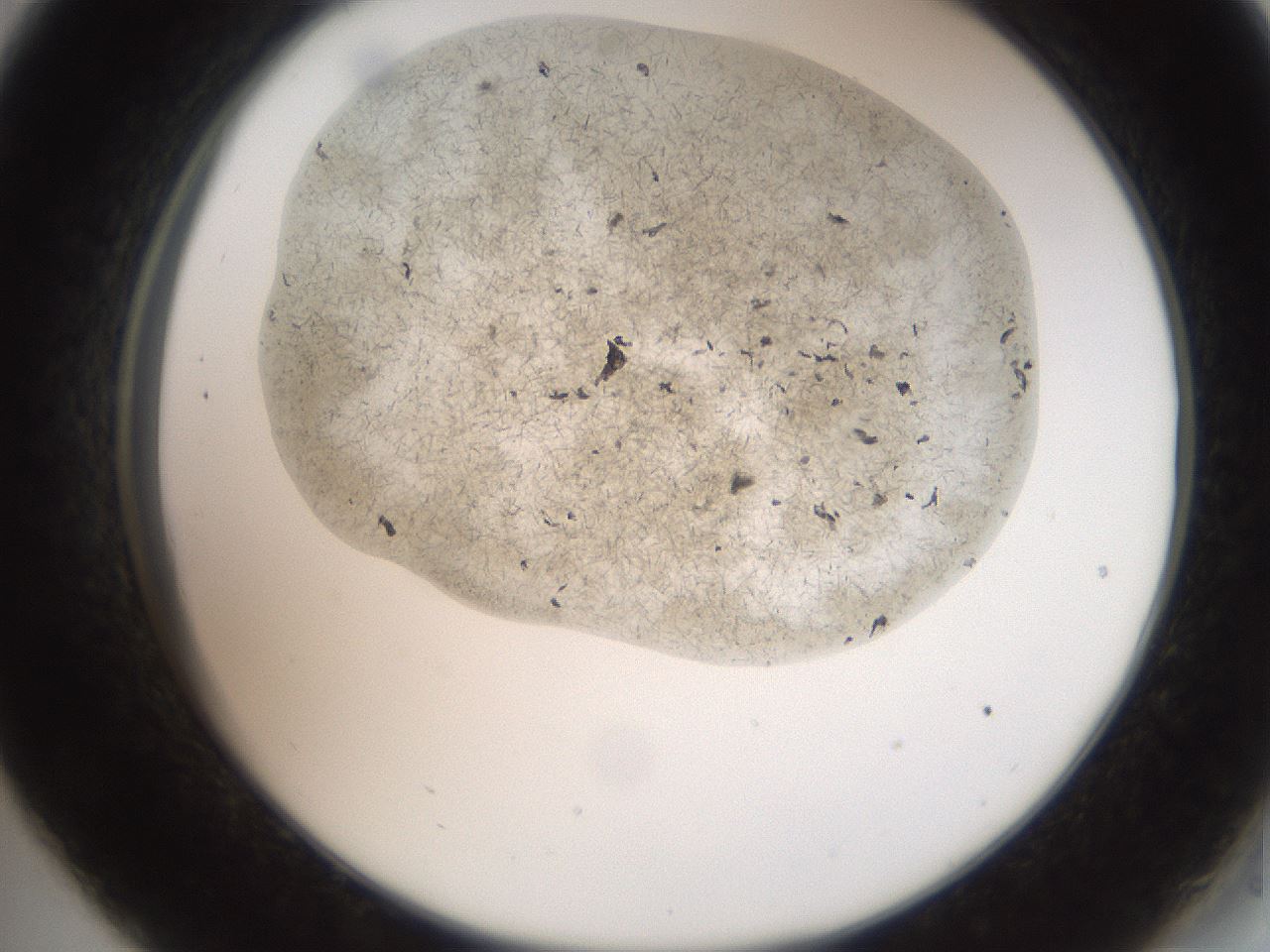 folderID574_plateID2574_batchID12939_wellNum33_profileID1_d2_r196682_ef.jpg