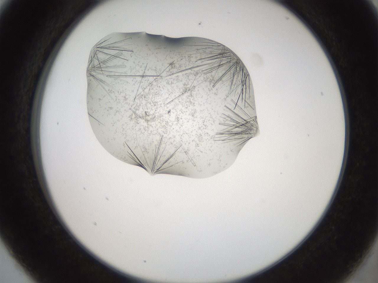 folderID574_plateID2574_batchID12939_wellNum5_profileID1_d2_r196626_ef.jpg