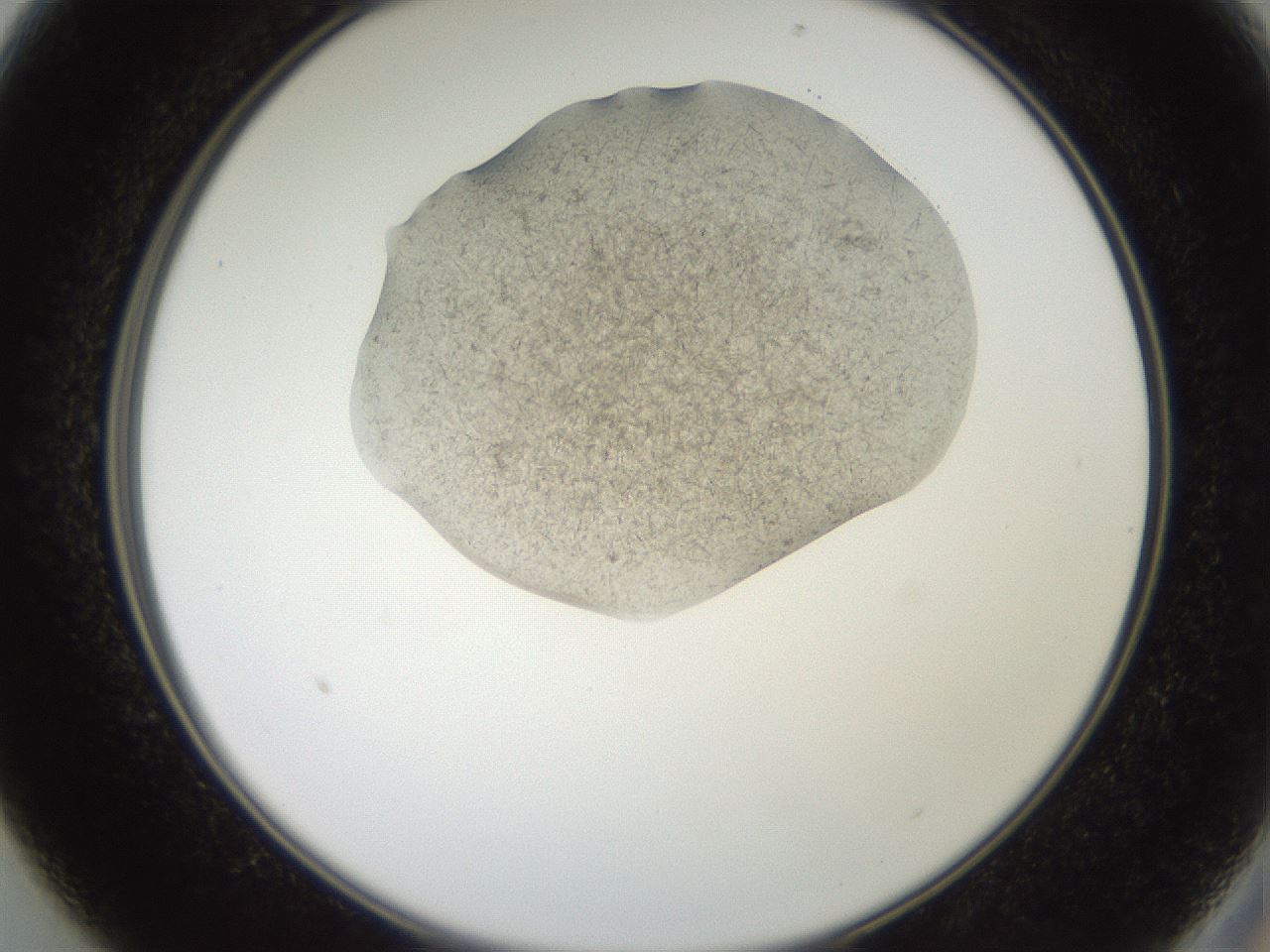 folderID574_plateID2574_batchID13028_wellNum13_profileID1_d2_r196642_ef.jpg