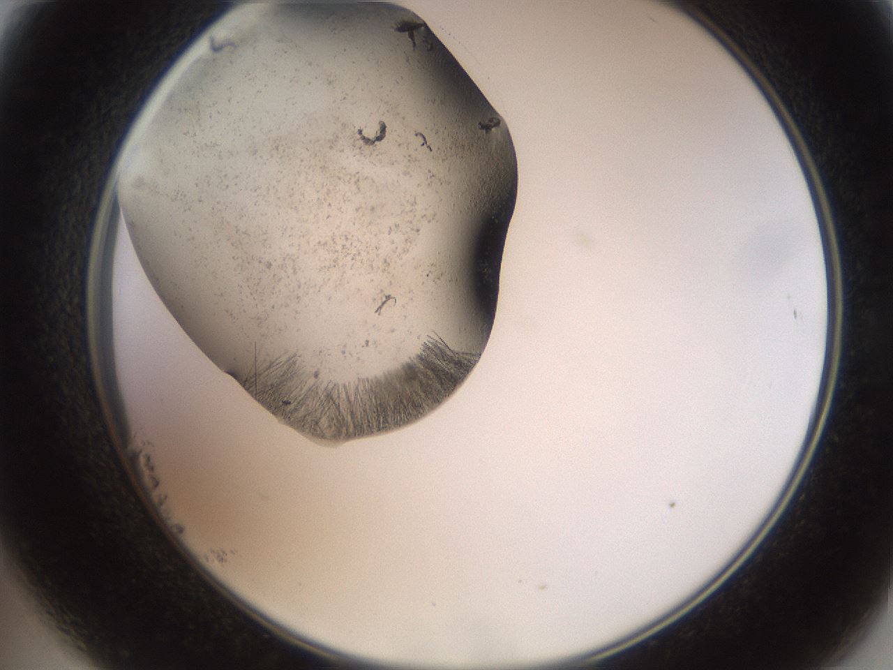 folderID574_plateID2574_batchID13028_wellNum23_profileID1_d2_r196662_ef.jpg