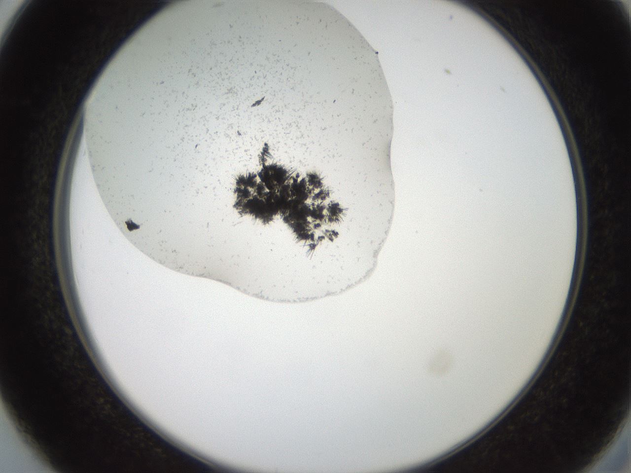 folderID574_plateID2574_batchID13028_wellNum26_profileID1_d2_r196668_ef.jpg