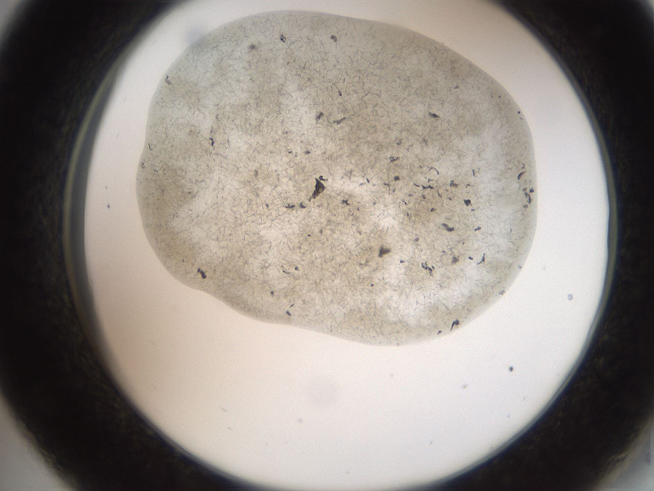 folderID574_plateID2574_batchID13028_wellNum33_profileID1_d2_r196682_ef.jpg