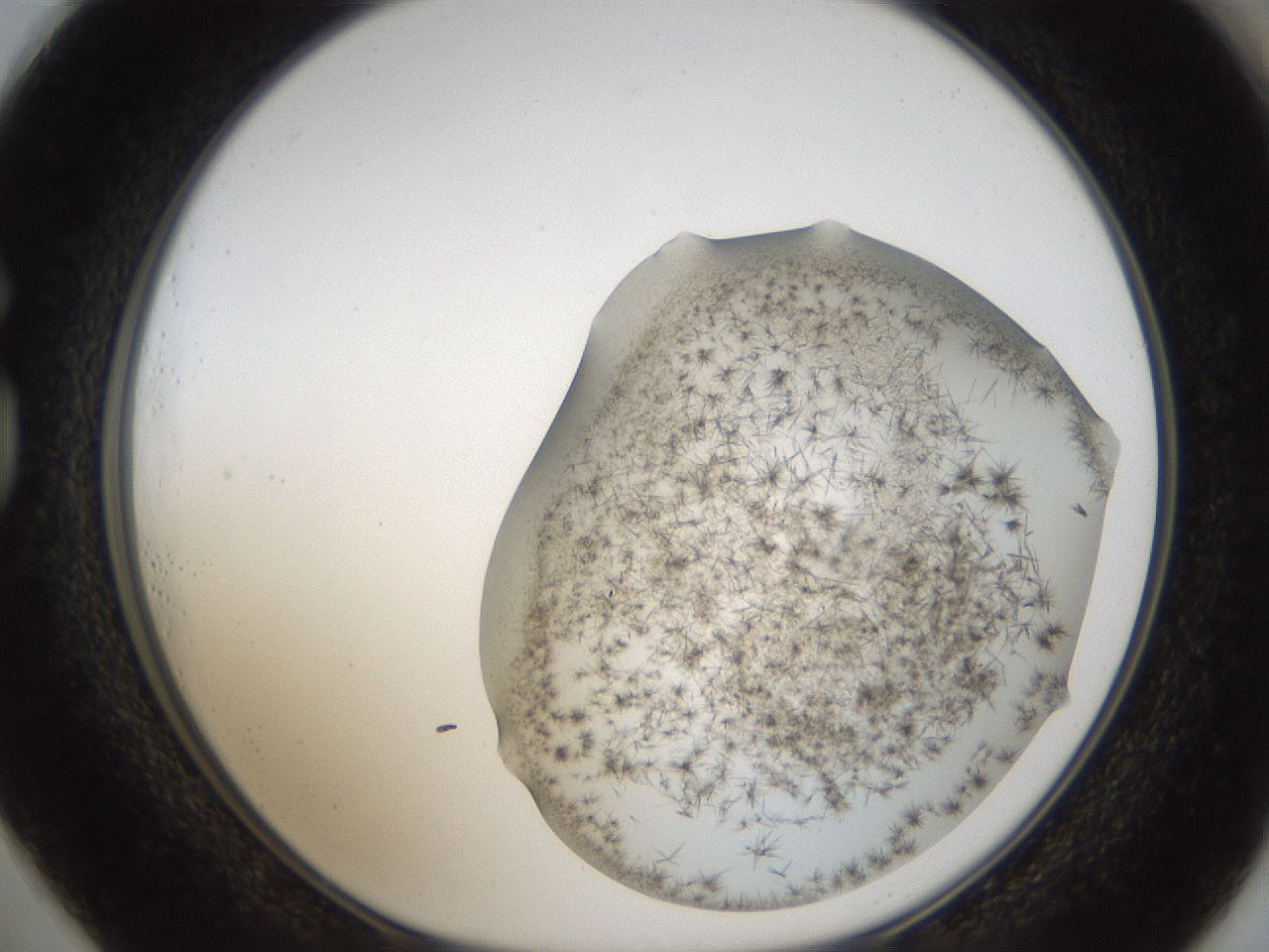 folderID57_plateID2057_batchID9024_wellNum73_profileID1_d1_r138783_ef.jpg
