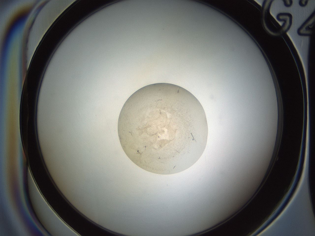 folderID584_plateID1584_batchID6473_wellNum38_profileID1_d1_r104308_ef.jpg