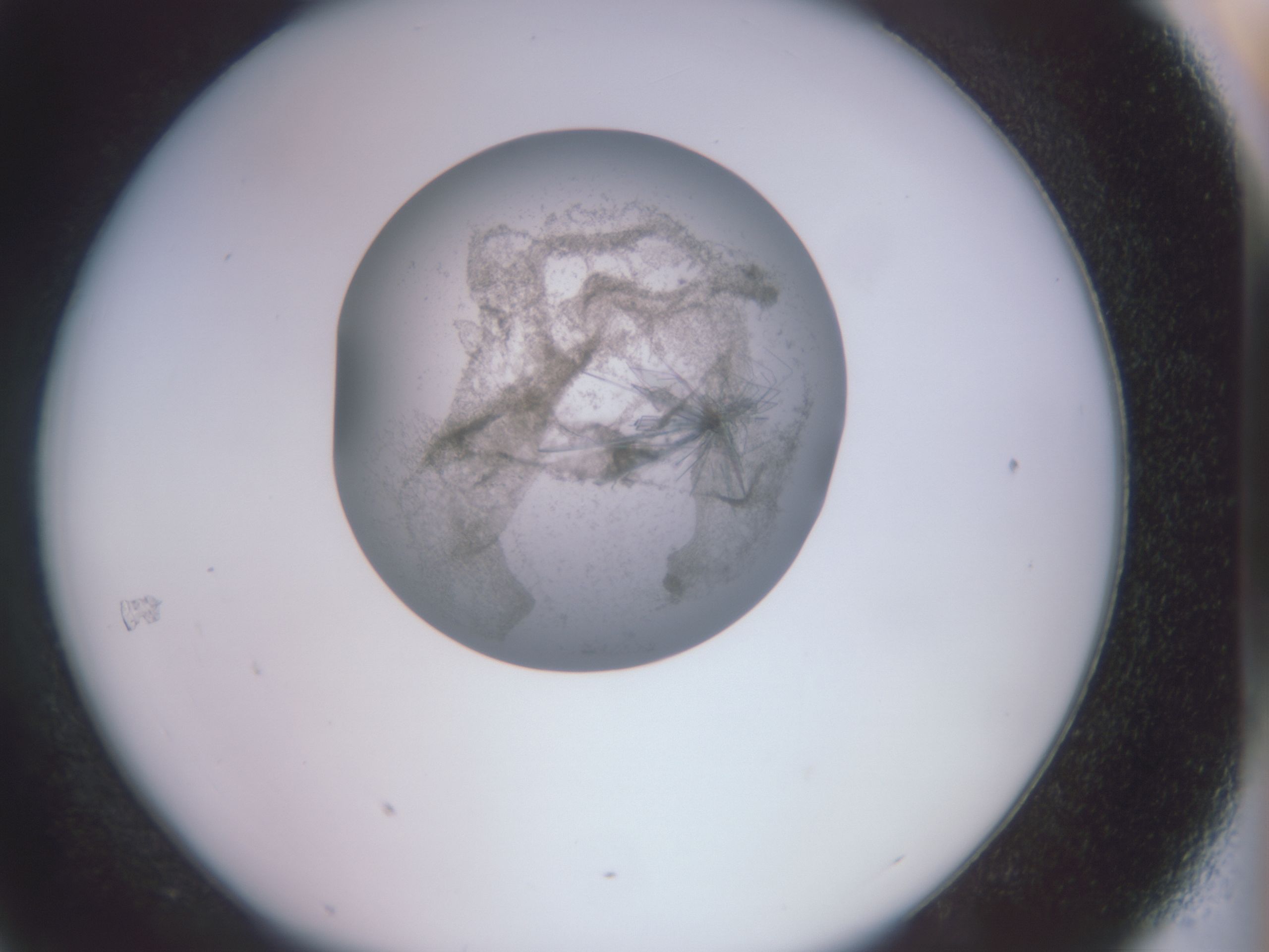 folderID588_plateID588_batchID558_wellNum43_profileID1_d1_r12816_ef.jpg